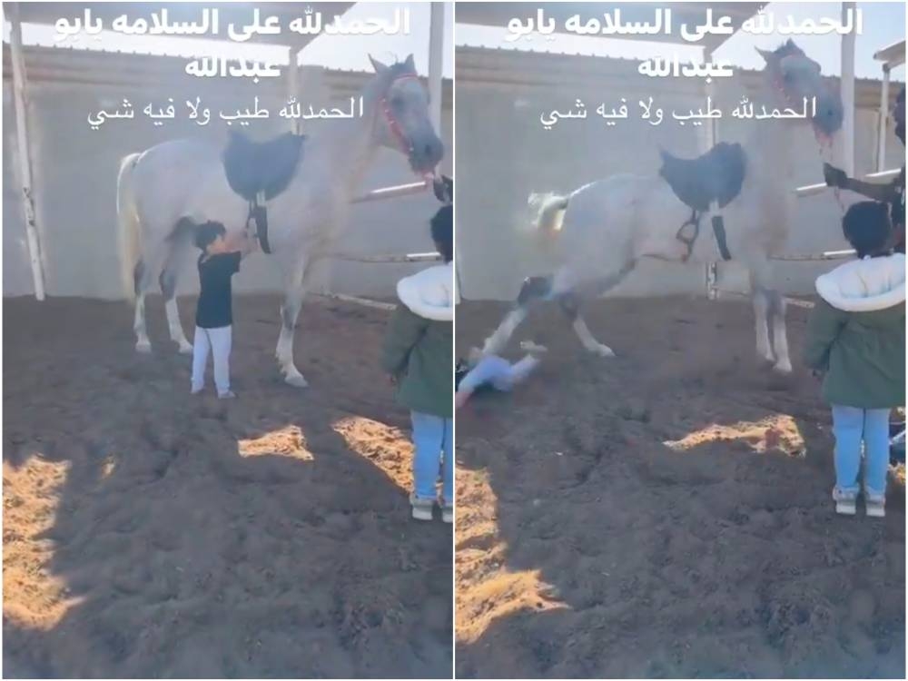 شاهد لحظة رفس حصان لطفل حاول استكشاف طريقة فك السرج . صحيفة المرصد