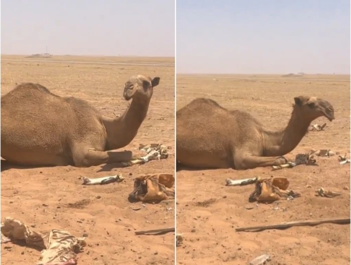 "����" ���� ����� ���� ����� 20240819113340.webp